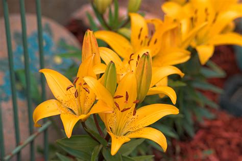 How To Grow And Care For Stargazer Lily New York Garden