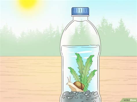 How To Create An Ecosystem In A Bottle 3 Unique Ways Ecosystem In A