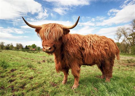 Scottish Highland Cow Trossachs Photograph By Grant