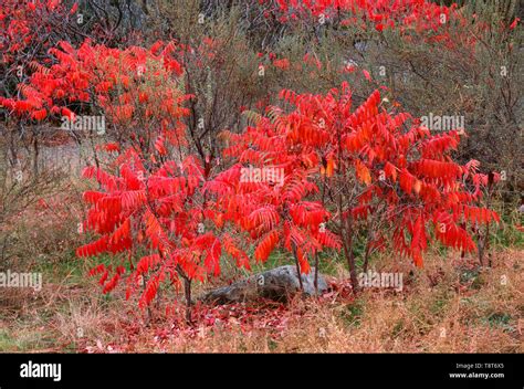 Smooth Sumac Hi Res Stock Photography And Images Alamy