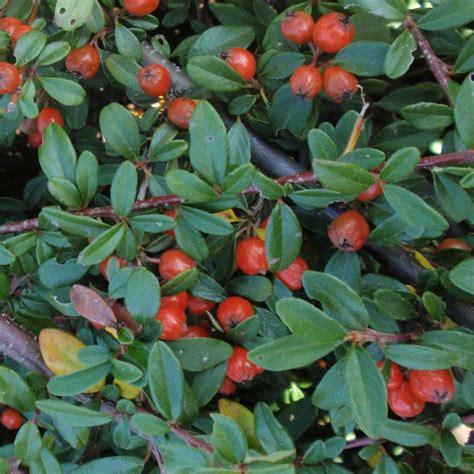 Top 10 Small Shrubs For Small Spaces Birds And Blooms