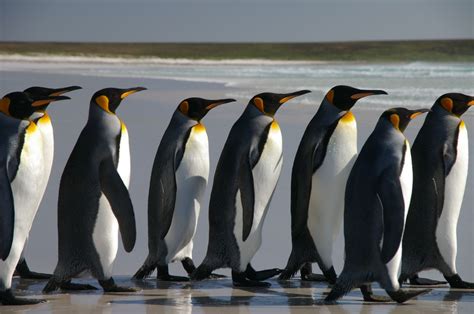 Filefalkland Islands Penguins 40 Wikimedia Commons