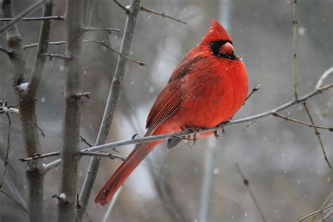 Red Cardinal Bird On Tree Branch · Free Stock Photo