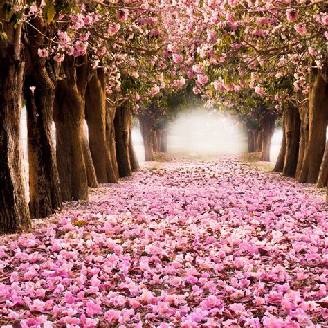 Beautiful Flower Path Spring Wallpaper Spring Desktop Wallpaper