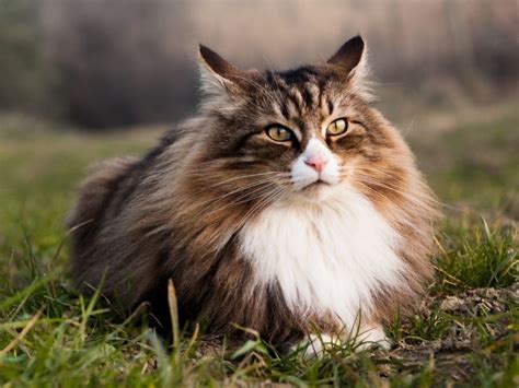 Norwegian Forest Cat Breed Information Personality The