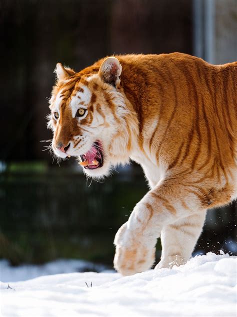 Walking Golden Tiger With Open Mouth Кошачьи Домашнее животное