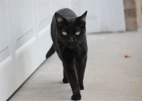 This is because black cats would bring them good luck on their travels. Black Cats - Good Luck or Bad Luck?