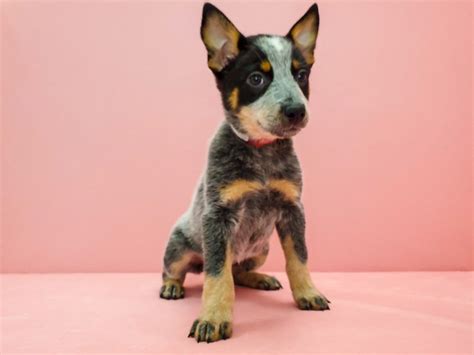 Lazydays makes it easy to sell or trade in your rv. Australian Cattle Dog-DOG-Female-Blue-2674519-Petland Las ...