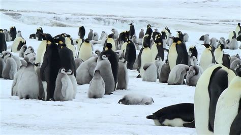 Emperor Penguin Rookery On Snow Hill Island Antarctica November 2013