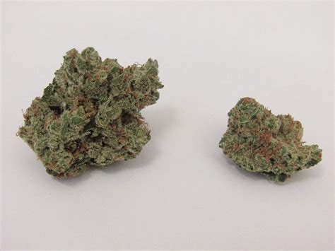 Killer Queen Why Colorado Tokers Love This Strain Westword
