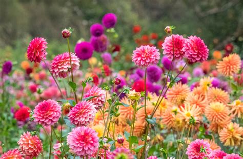 Dahlia Flower Information Varieties Overwintering Propagation And More Mother Earth News