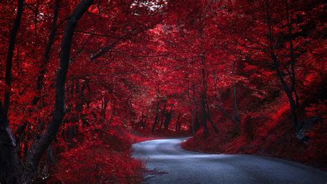 Red Fall Forest Wallpapers Wallpaper Cave