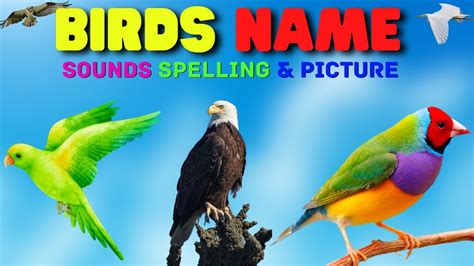 Birds Name For Kids 🐦 Spelling And Their Sounds With Picture For Kids