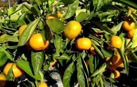 Citrus ‘mandarin Berkeley Horticultural Nursery Berkeley