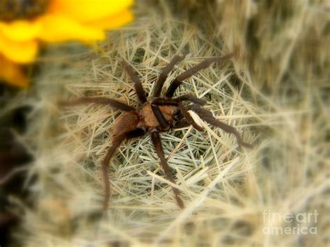 Unexpected Spooky Spider Photograph By Kimberly Dawn Hendley Fine Art