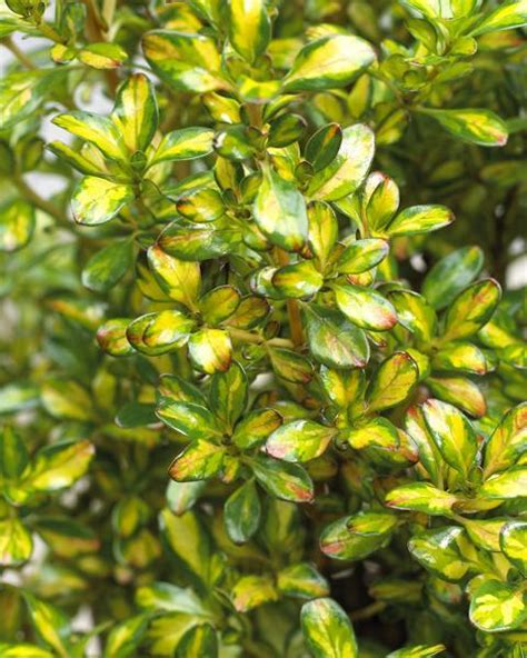 Maybe you would like to learn more about one of these? Coprosma "Lemon & Lime" 8" Pot - Hello Hello Plants ...