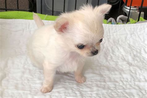 Limelight Chihuahuas Chihuahua Puppies For Sale Born On 02032020