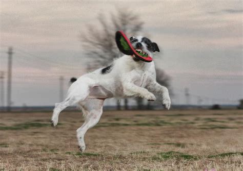 Funny Pics Of Flying Dogs Catching Frisbees Freeyork
