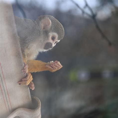 动物 松鼠猴 哺乳动物 Pixabay上的免费照片 Pixabay