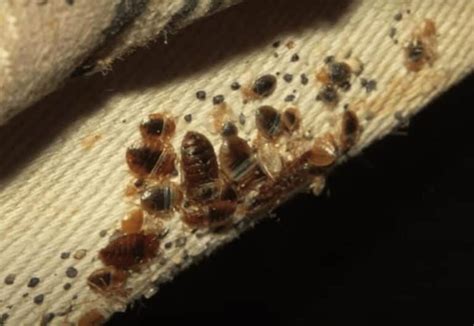 4 Best Bed Bug Bombs And Foggers In 2023 Detailed Reviews