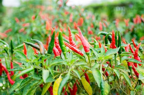 Premium Photo Chili Peppers And Organic Vegetable Agricultural Garden
