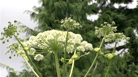 Warning Issued After Dangerous Giant Hogweed Found In Owen Sound Ctv News