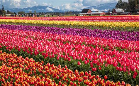 Tulip Garden Southern California Fasci Garden