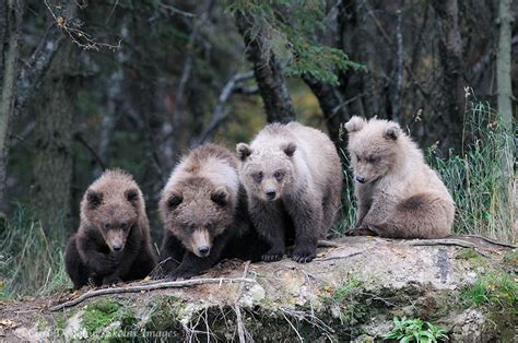 4 Grizzly Bear Cubs Katmai National Park Alaska