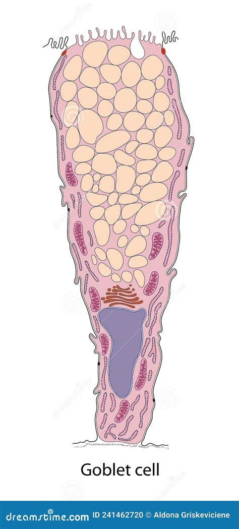 Diagram Of Goblet Cell Cells Are Located In The Gastric Glands Into