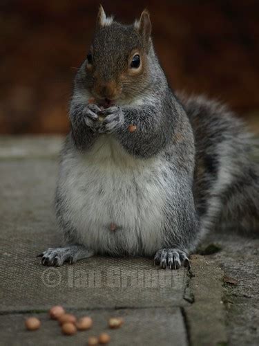 Male And Female Grey Squirrels