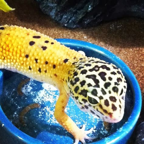 Everything Reptiles Introducing My Leopard Gecko Moko