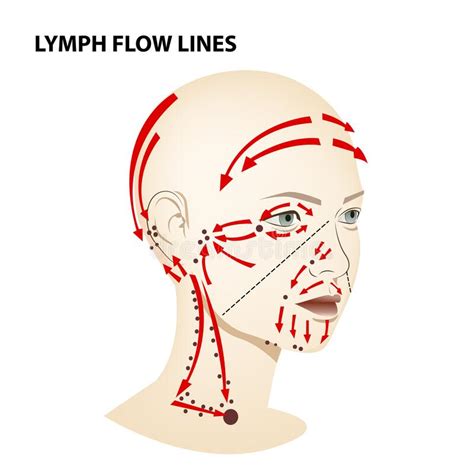 Lymphatic System Face Stock Illustrations 32 Lymphatic System Face