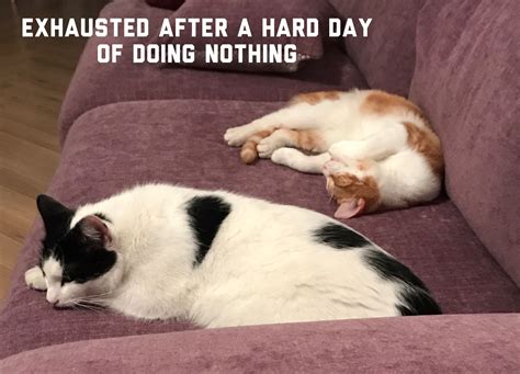 Hard Work Being A Cat Cat Memes Lovely Creatures Cute Animals