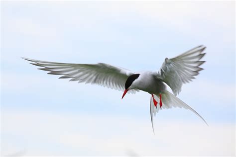 Arctic Tern Arctic Tern Bird Wallpapers Hd Desktop And Mobile