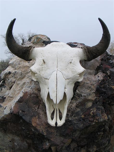 American Bison Skull
