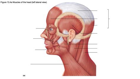 Muscles Of The Head Diagram Quizlet