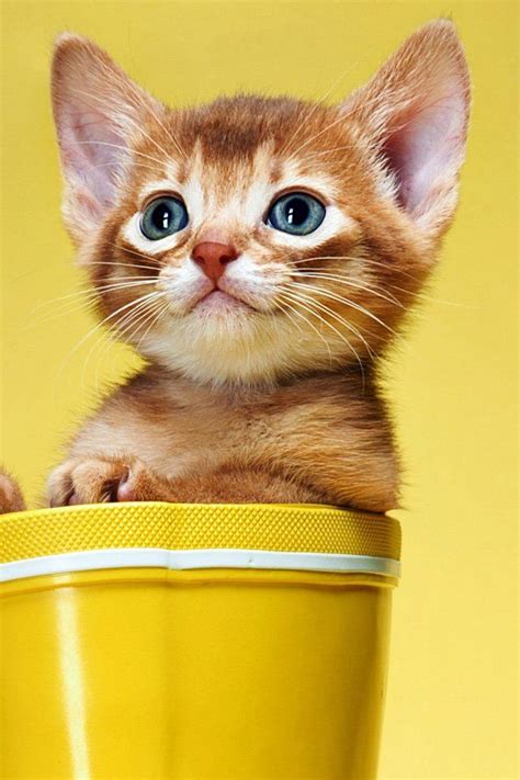 12 Cute Animal Pictures To Save As Your Iphone Wallpapers Kittens