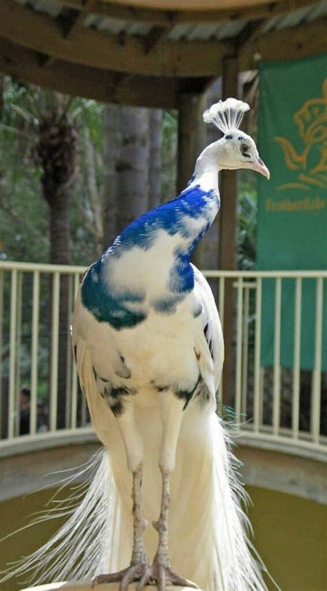 Peacock Park Set To Take Flight In Penang By December Buletin Mutiara