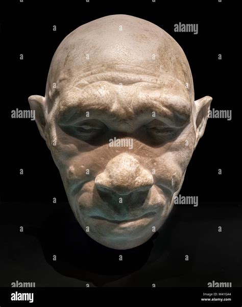 Homo Heidelbergensis Model Reconstruction Of The Head Of Homo