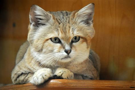 Sand cats synonyms, sand cats pronunciation, sand cats translation, english dictionary definition of sand cats. The Sand Cat - Desert Cat Extraordinaire | The Ark In Space
