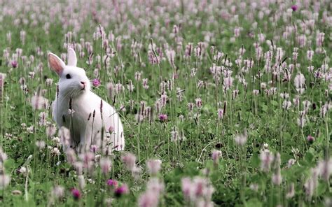 White Rabbit With Flowers And Grass All Best Desktop
