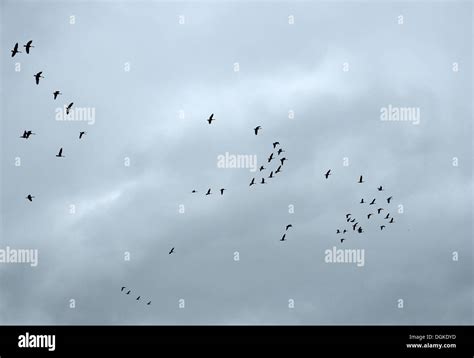 Canadian Geese Flying South For Winter Stock Photo Alamy