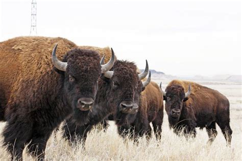 15 Facts About Our National Mammal The American Bison Buffalo Tales