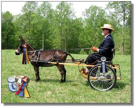 Geared for small farm business owners who want to develop a solid brand identity as well as those considering. Wits End Farm Miniature Donkey Gelding Carriage Driving ...