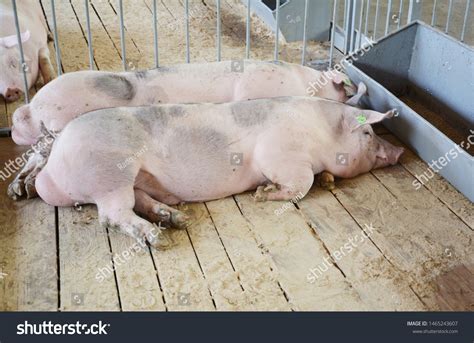 Pigs On Countryside Farm Pig Farming Stock Photo 1465243607 Shutterstock
