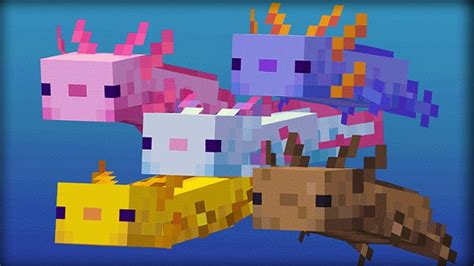 All Axolotl Colors In Minecraft Twinfinite