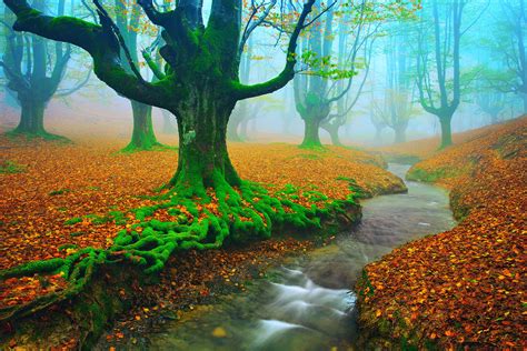 Autumn Spain Rivers Forest Landscape Fog Nature