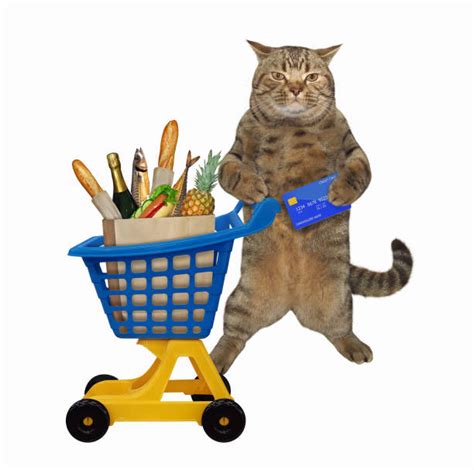 Domestic Cat Shopping Retail Shopping Cart Stock Photos Pictures