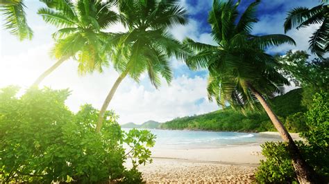 Beach Sand Sea Waves Palm Trees Blue Sky Background 4