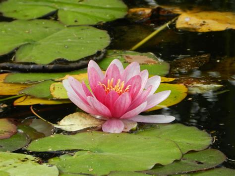Tak peduli seberapa kotornya kolam yang mengelilingi bunga teratai ini, bunga ini tetap mekar dengan keindahan. 59+ Kekinian Gambar Bunga Teratai Merah Muda